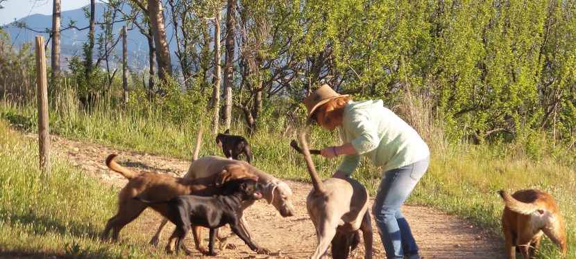 Stellenbosch: Winery Dogs